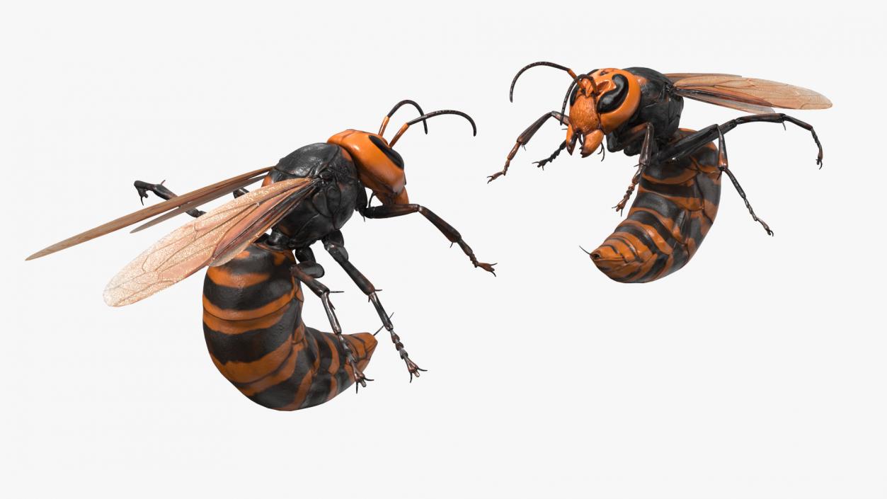 3D Northern Giant Hornet Attack Pose model