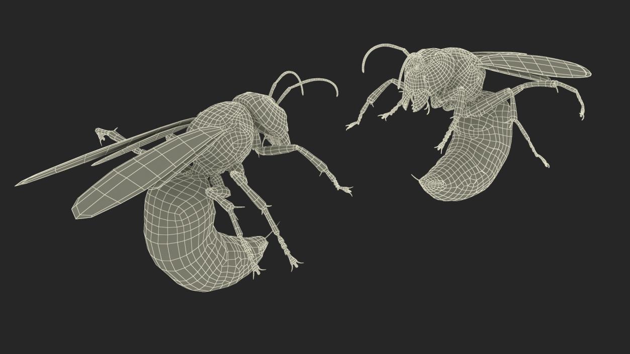 3D Northern Giant Hornet Attack Pose model