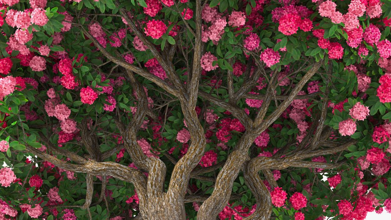 Pink Rhododendron Tree 3D