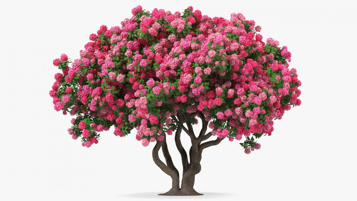 Pink Rhododendron Tree 3D