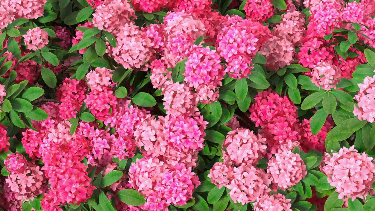 Pink Rhododendron Tree 3D