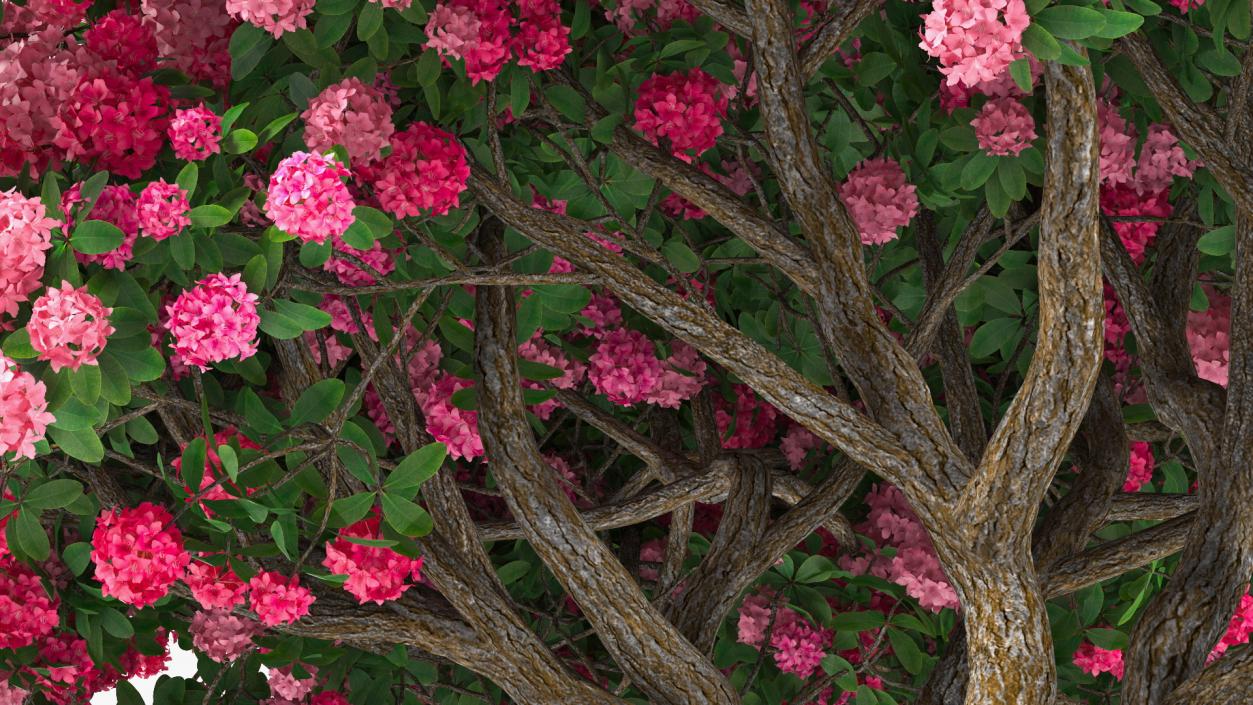 Pink Rhododendron Tree 3D