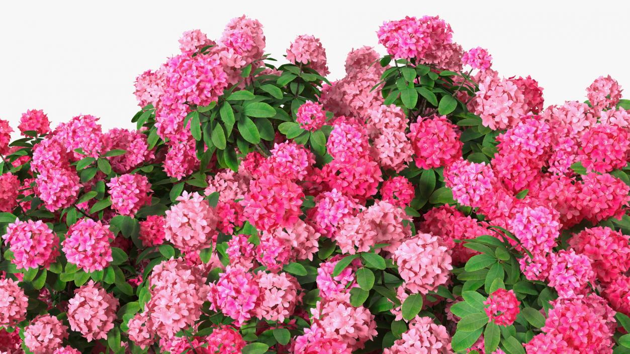 Pink Rhododendron Tree 3D