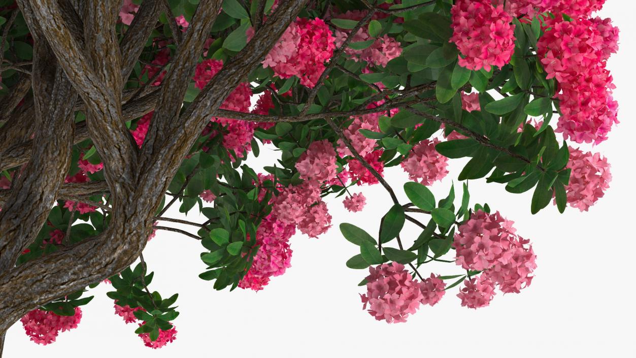 Pink Rhododendron Tree 3D