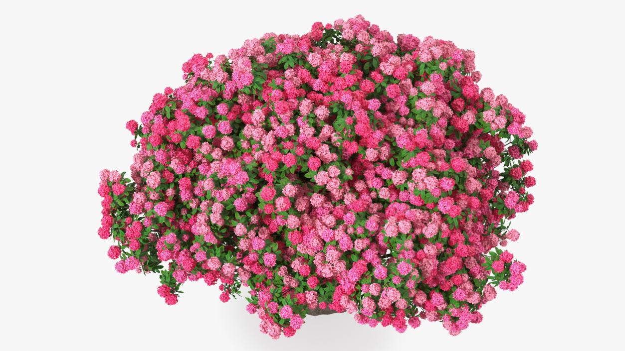 Pink Rhododendron Tree 3D