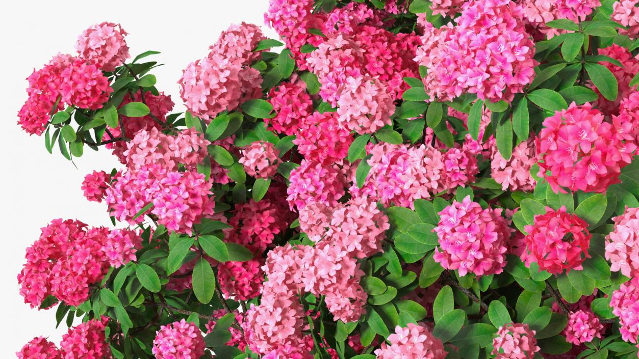 Pink Rhododendron Tree 3D