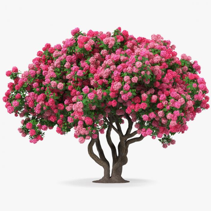 Pink Rhododendron Tree 3D