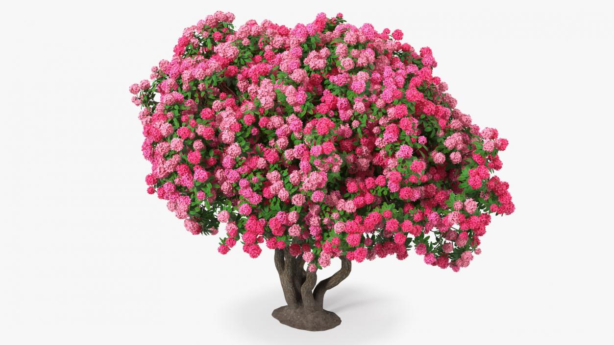 Pink Rhododendron Tree 3D