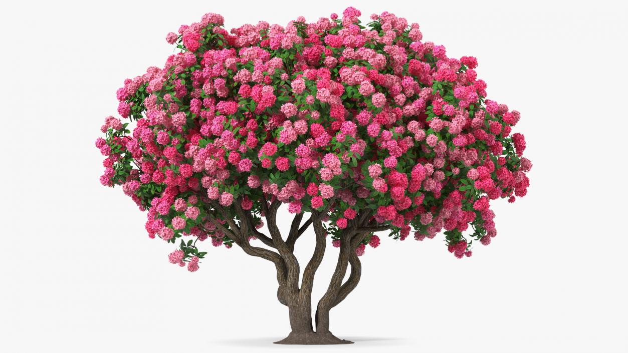 Pink Rhododendron Tree 3D