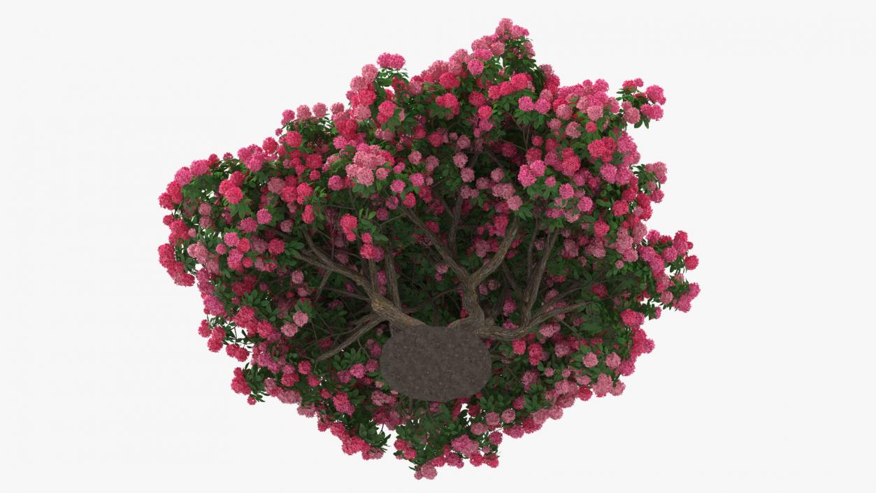 Pink Rhododendron Tree 3D