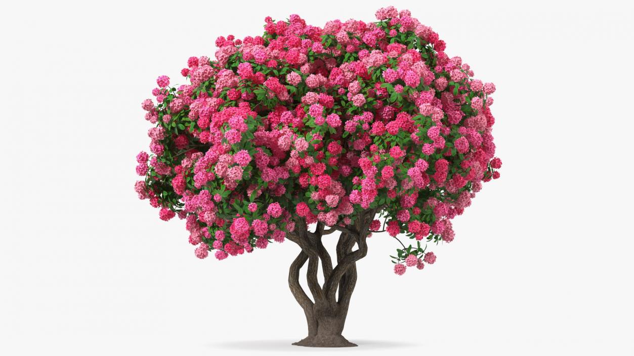 Pink Rhododendron Tree 3D