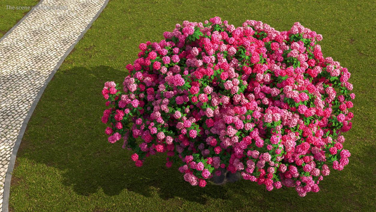 Pink Rhododendron Tree 3D