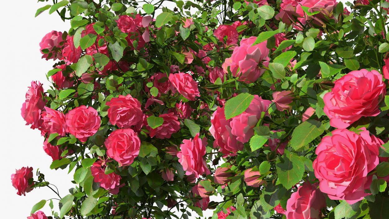 Pink Rose Bush 3D model