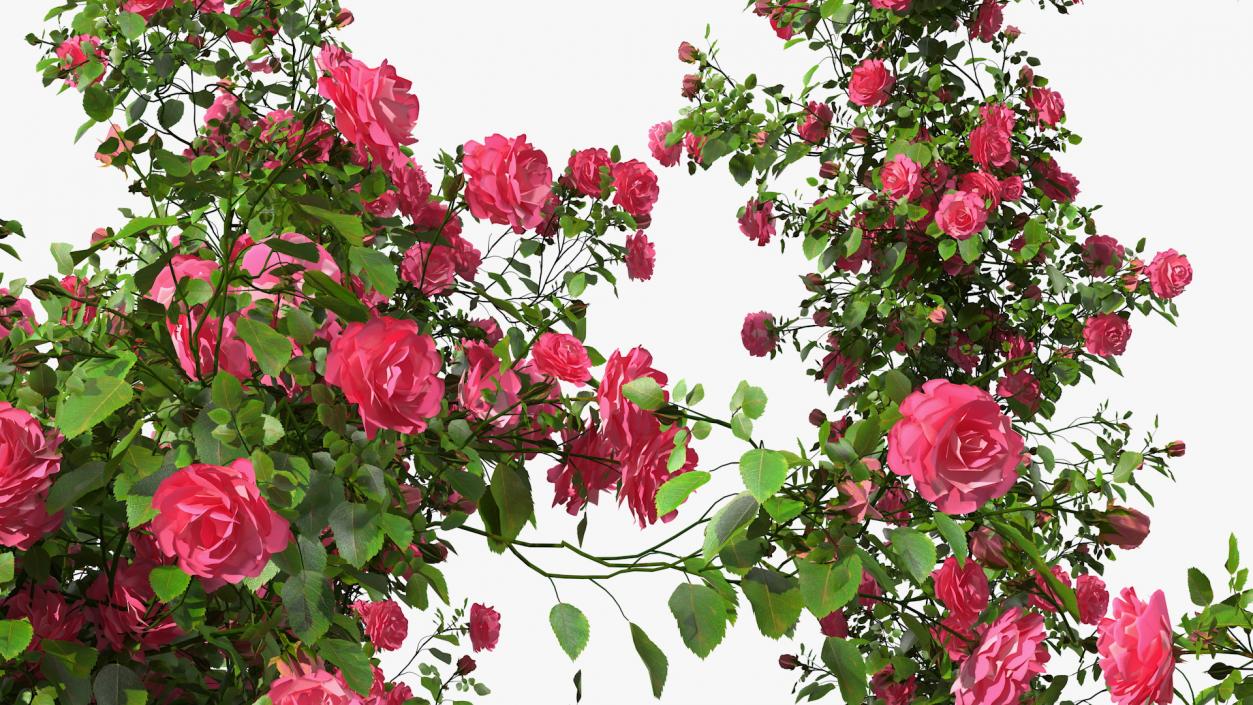 Pink Rose Bush 3D model