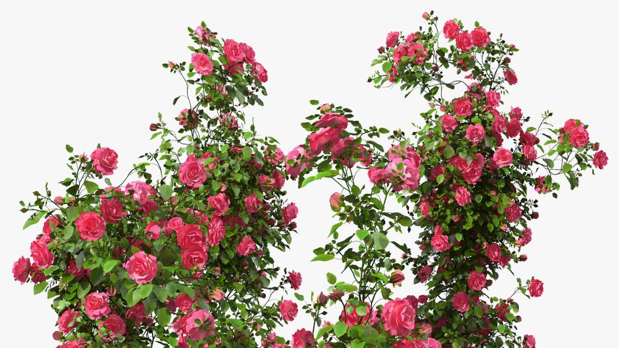 Pink Rose Bush 3D model