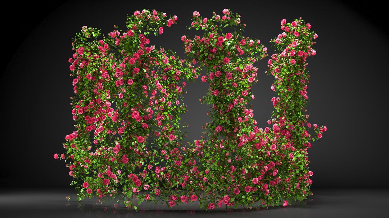 Pink Rose Bush 3D model