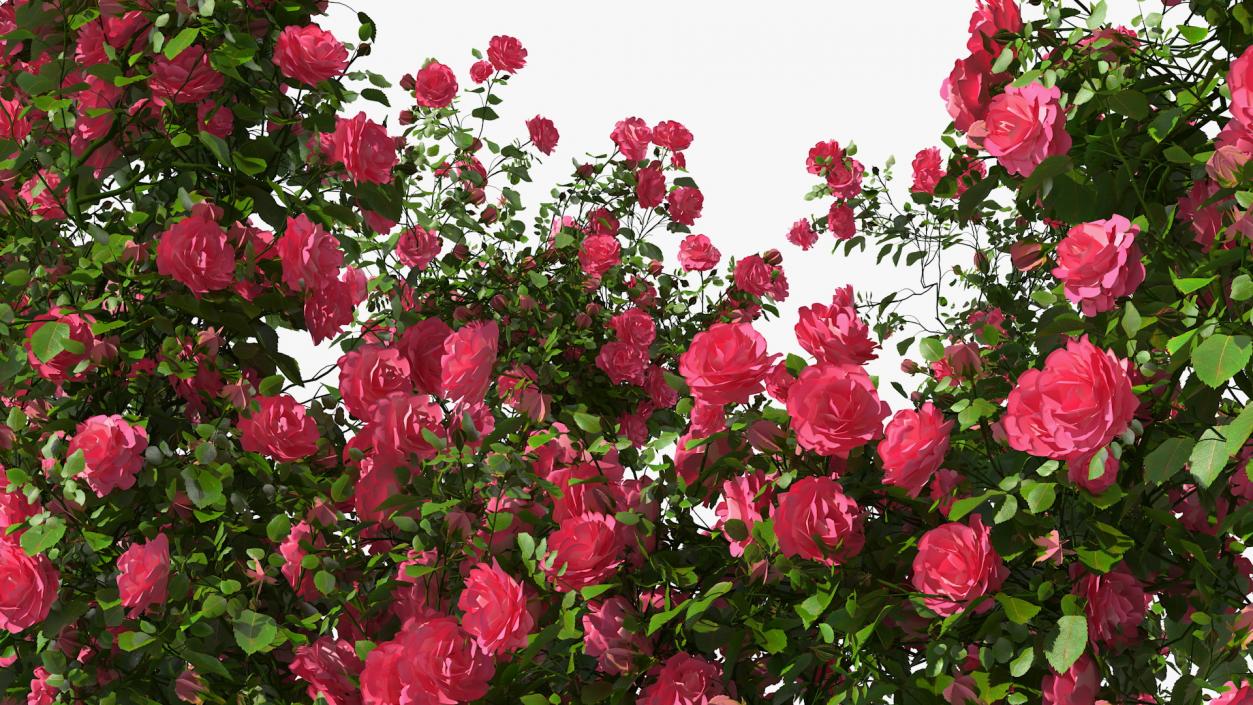 Pink Rose Bush 3D model