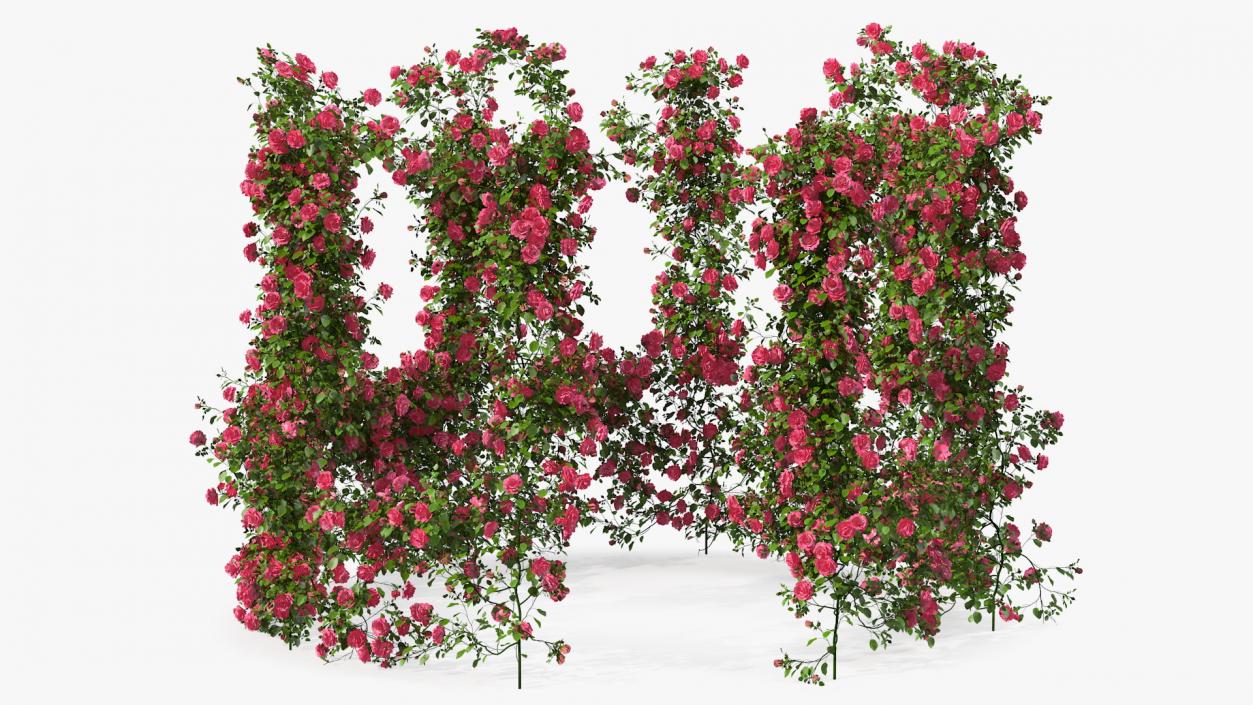 Pink Rose Bush 3D model