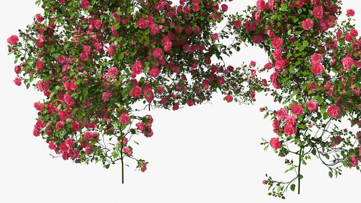 Pink Rose Bush 3D model