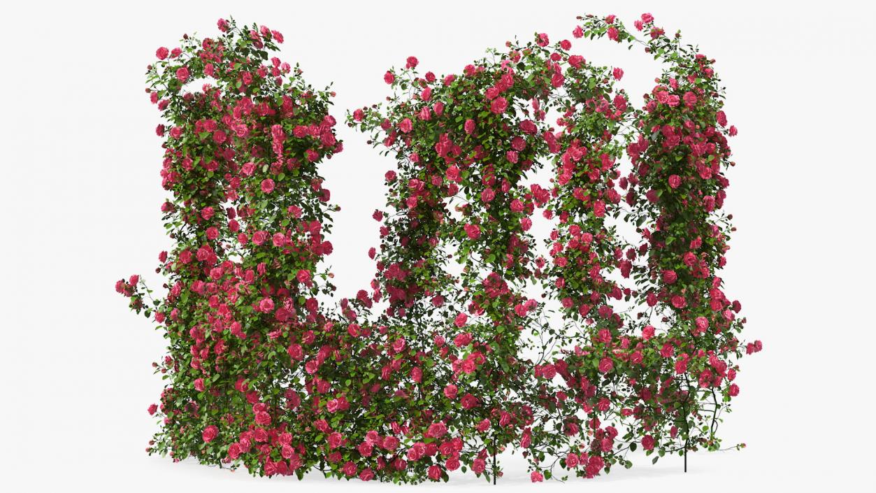 Pink Rose Bush 3D model