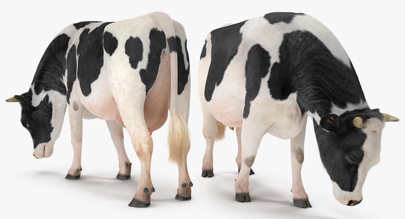 Animated Cow Walking Rigged 3D