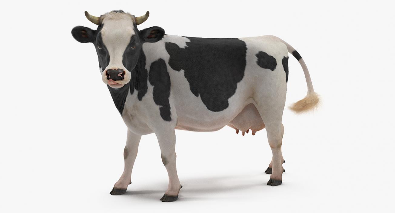 Animated Cow Walking Rigged 3D