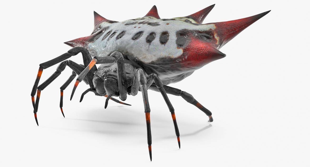 3D model Spiny Orb Weaver Spider Rigged