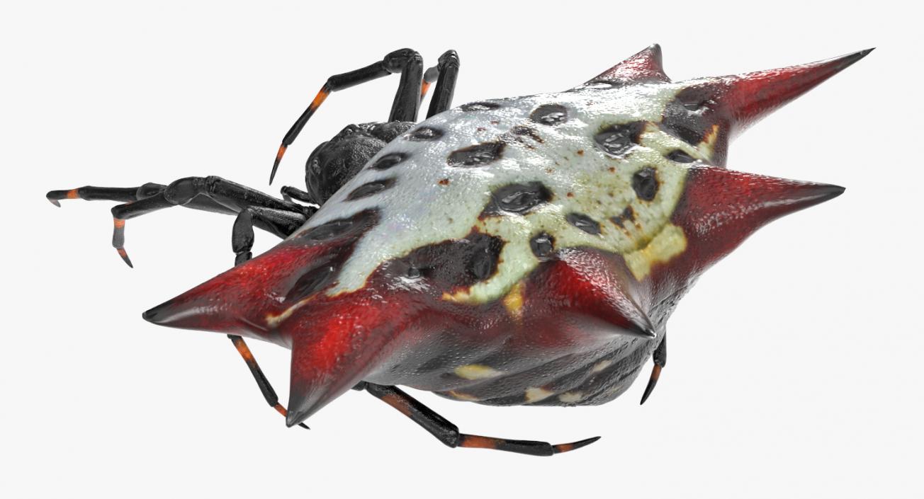 3D model Spiny Orb Weaver Spider Rigged