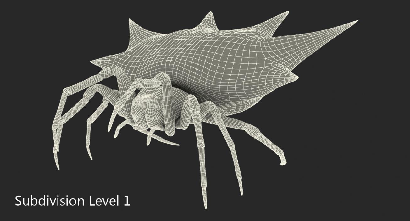 3D model Spiny Orb Weaver Spider Rigged