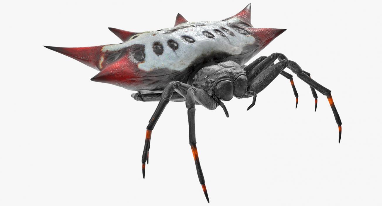 3D model Spiny Orb Weaver Spider Rigged