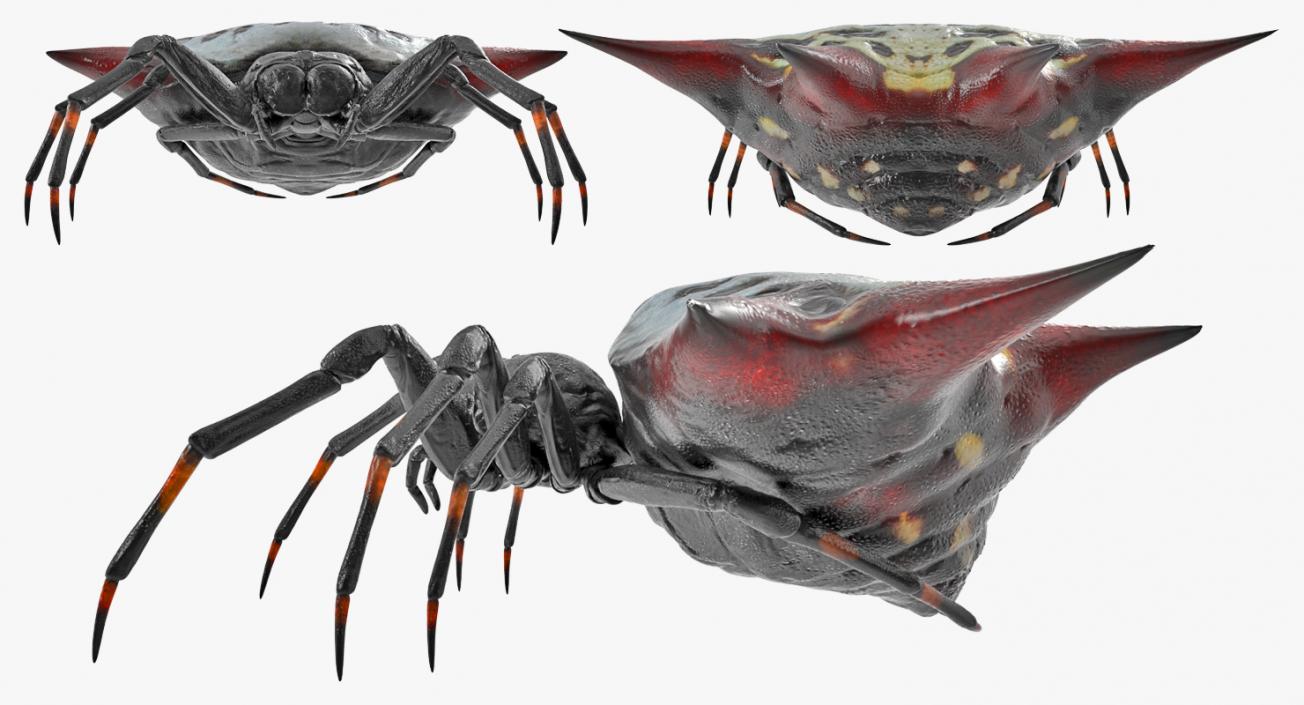 3D model Spiny Orb Weaver Spider Rigged