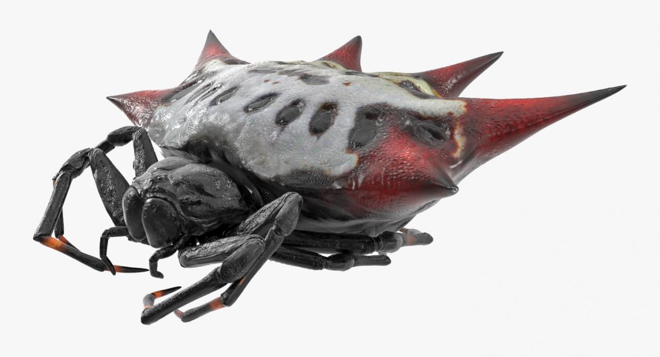 3D model Spiny Orb Weaver Spider Rigged