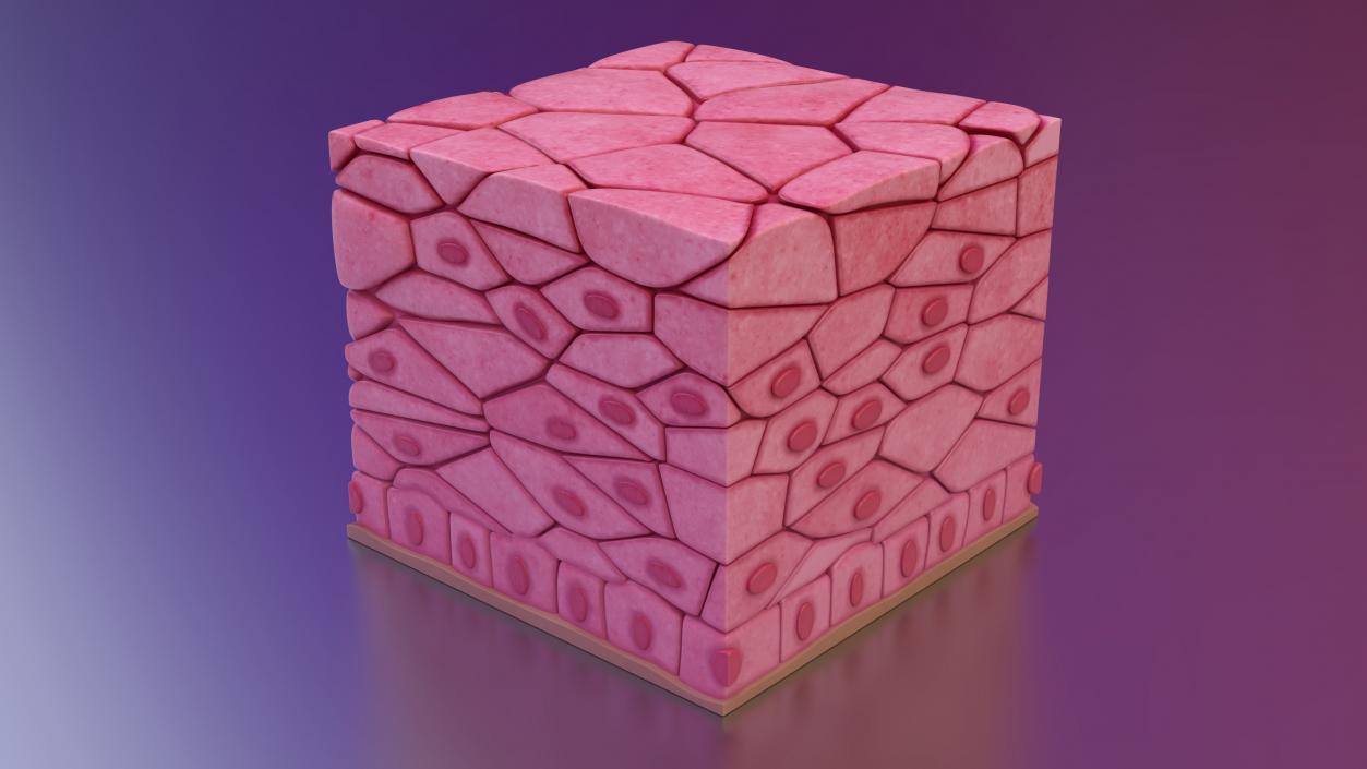 3D Skin Cells Collection 4 model