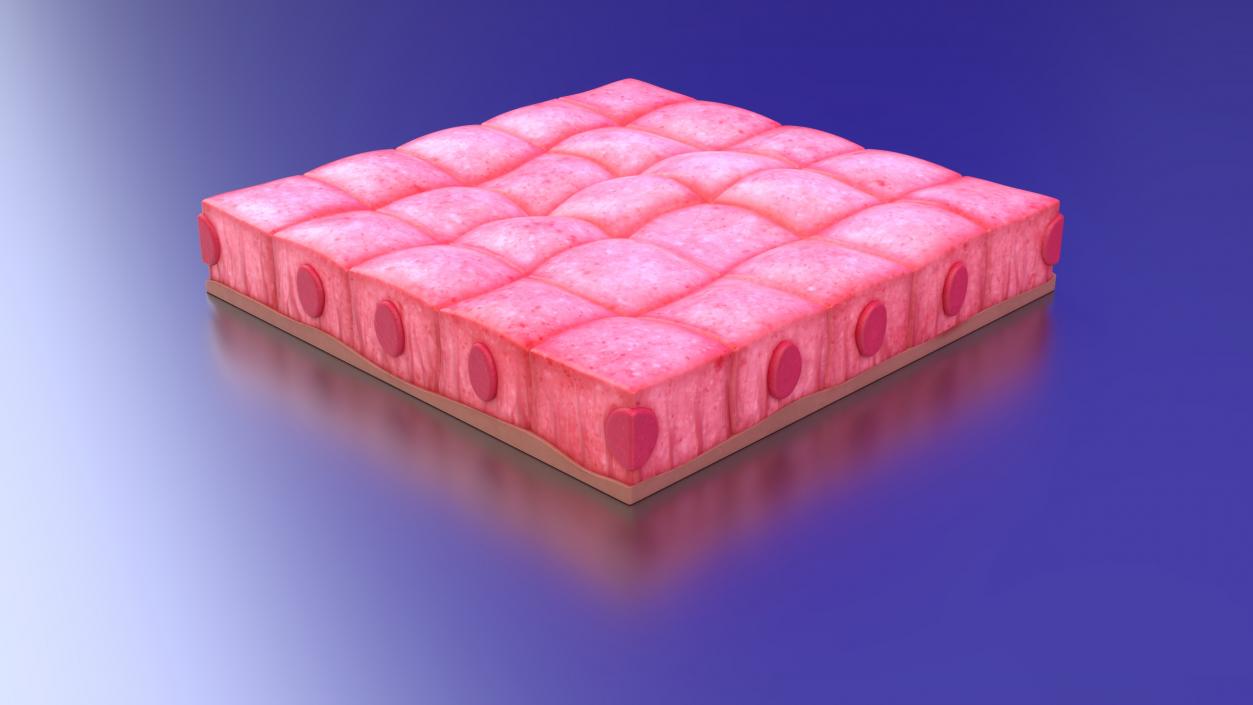 3D Skin Cells Collection 4 model