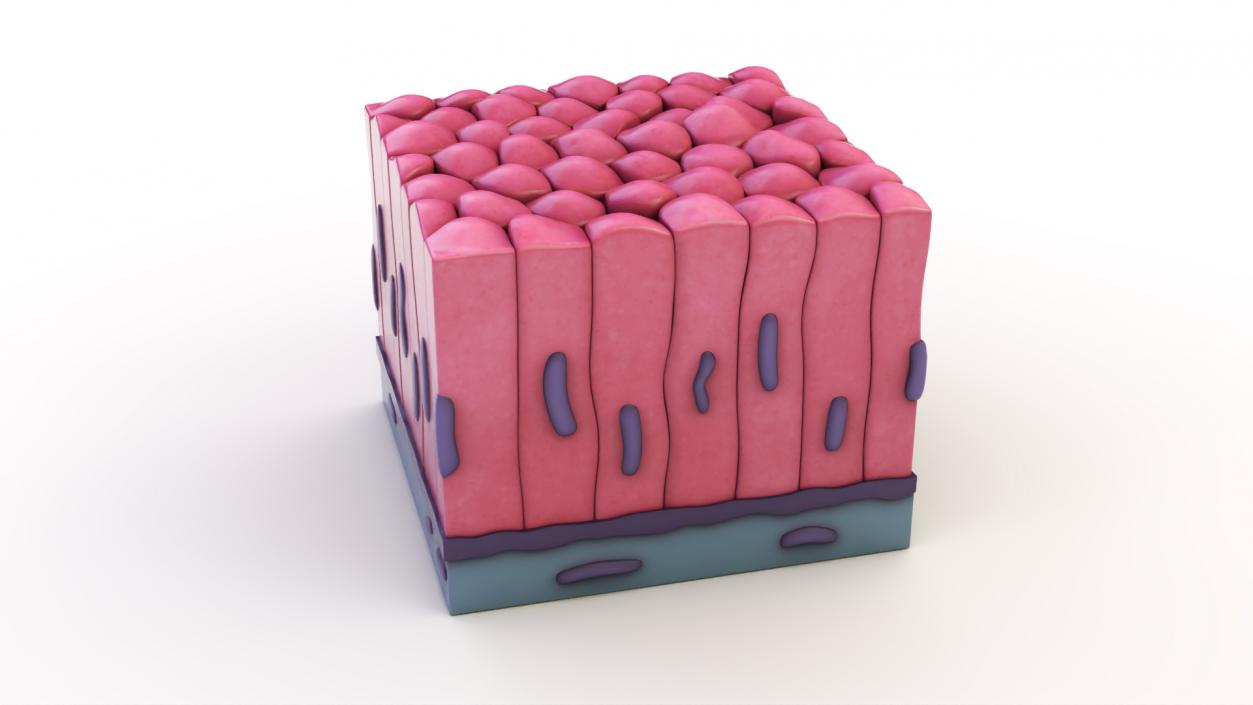 3D Skin Cells Collection 4 model