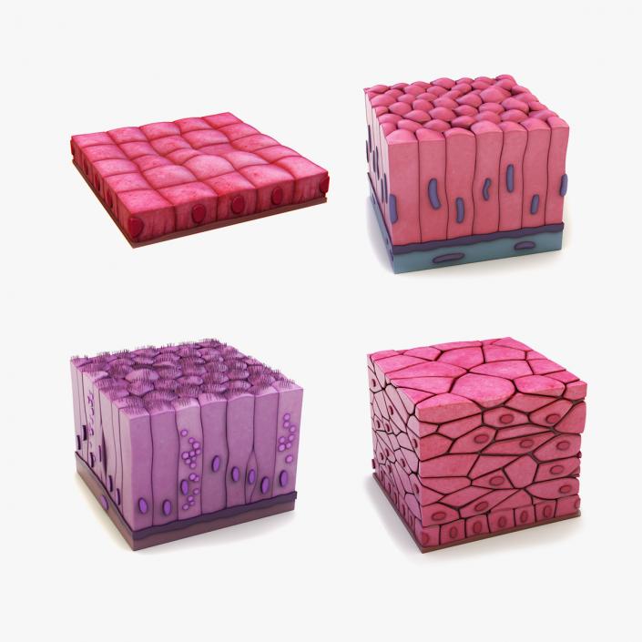 3D Skin Cells Collection 4 model