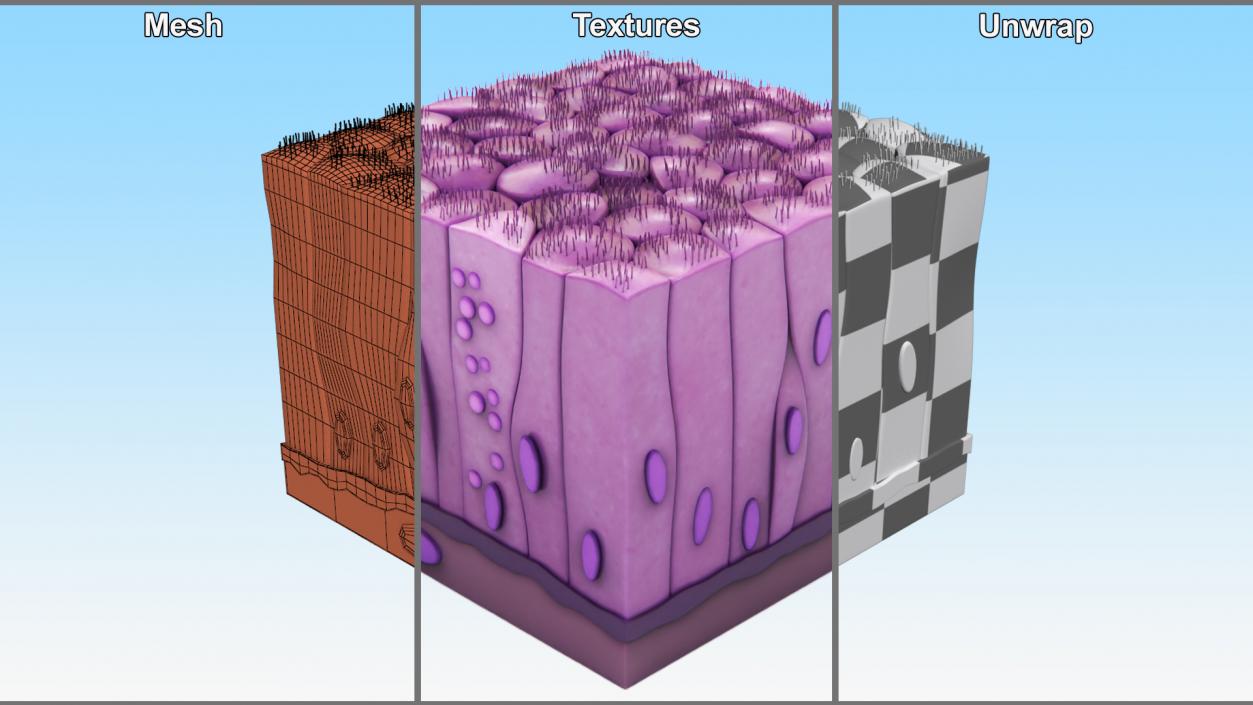 3D Skin Cells Collection 4 model