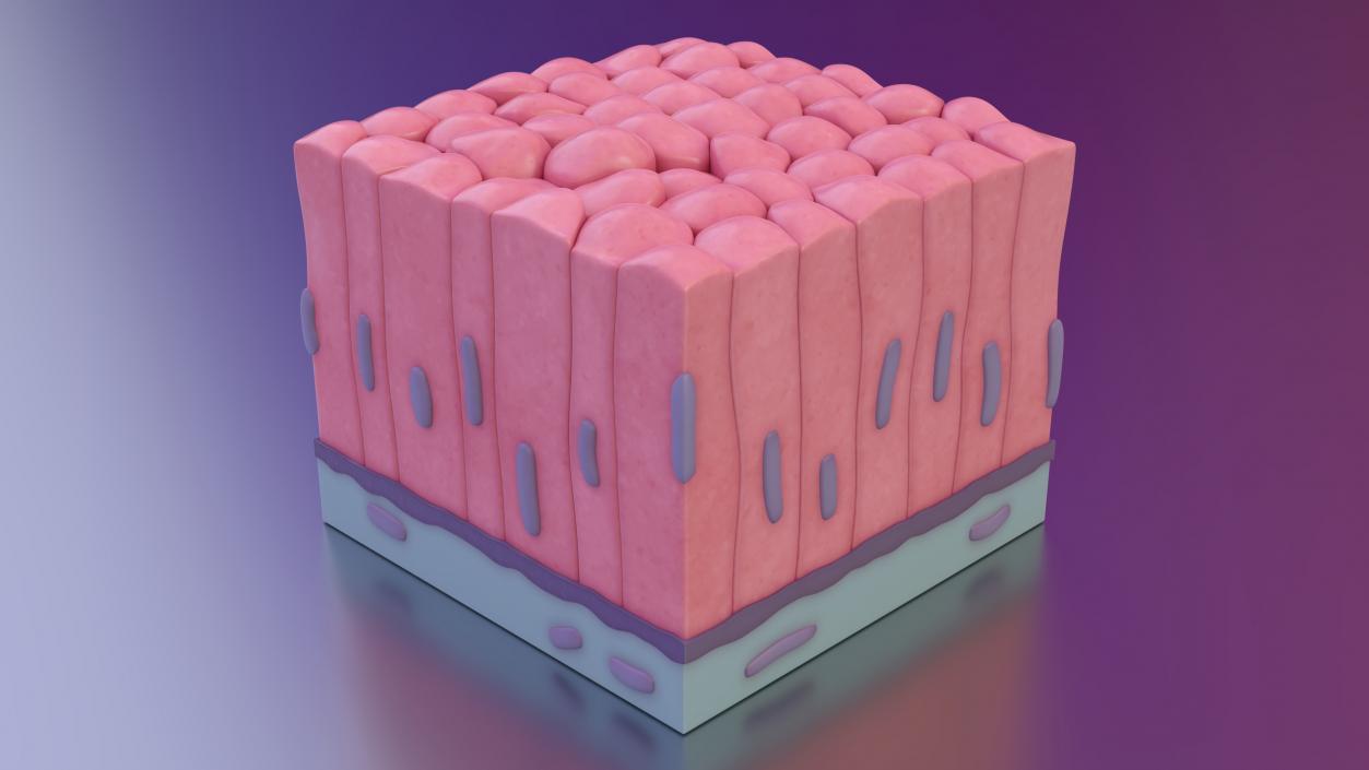 3D Skin Cells Collection 4 model