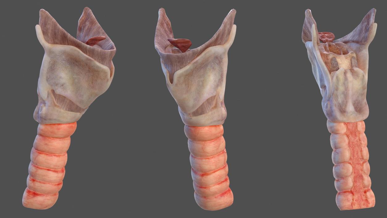 Human Head Respiratory System 3D model