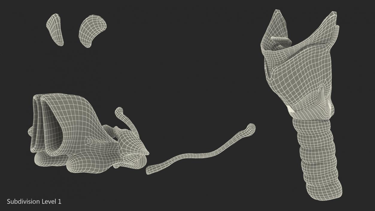 Human Head Respiratory System 3D model