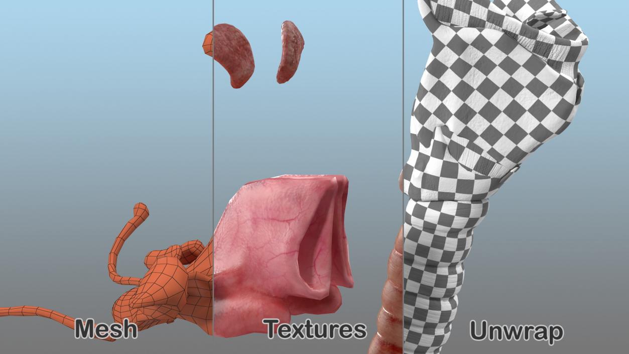 Human Head Respiratory System 3D model