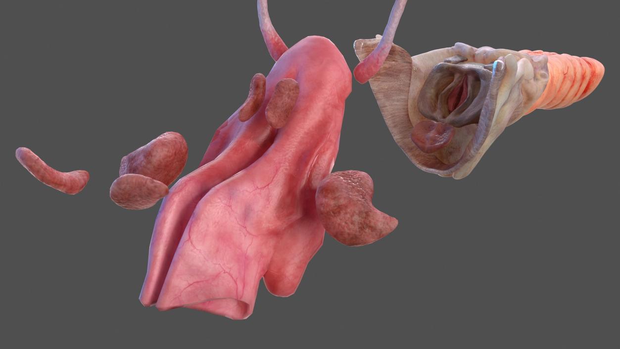 Human Head Respiratory System 3D model