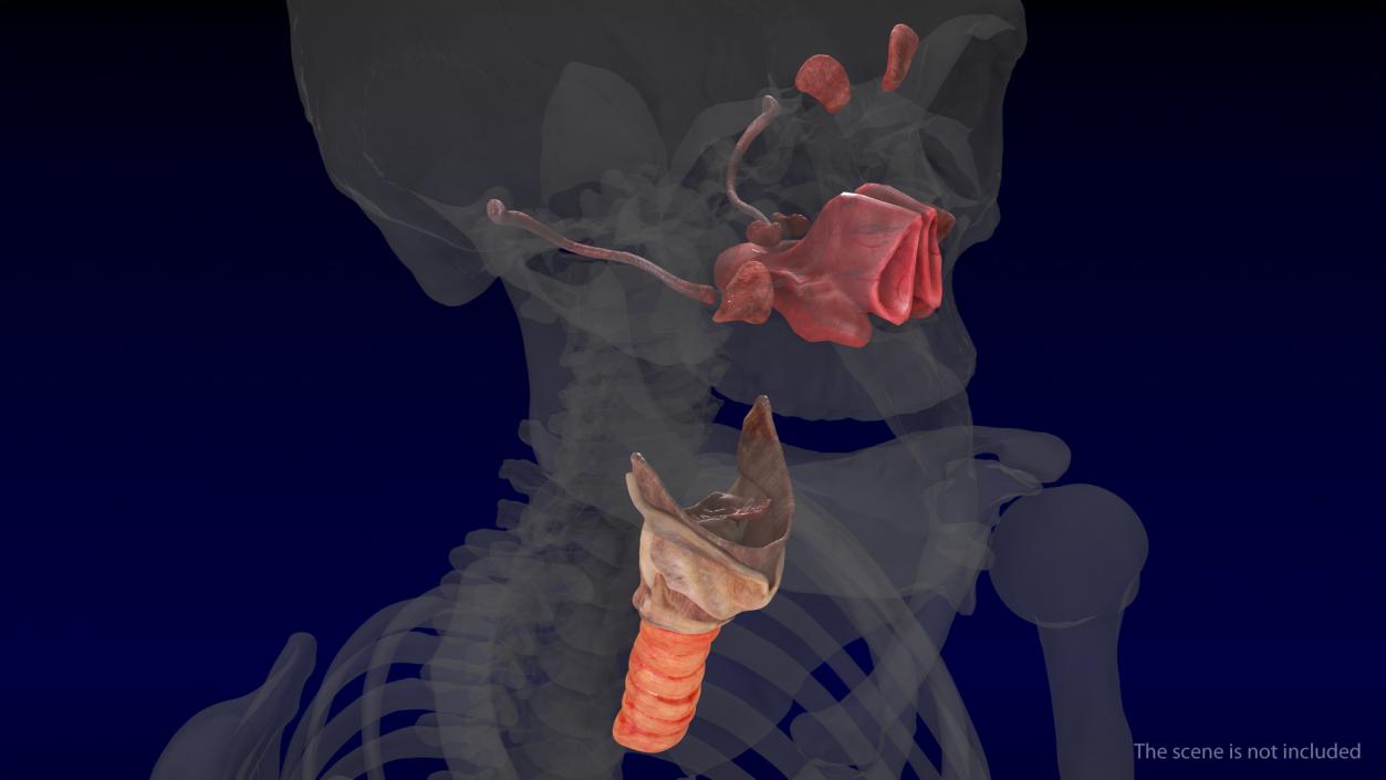 Human Head Respiratory System 3D model