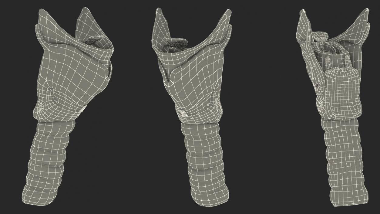 Human Head Respiratory System 3D model