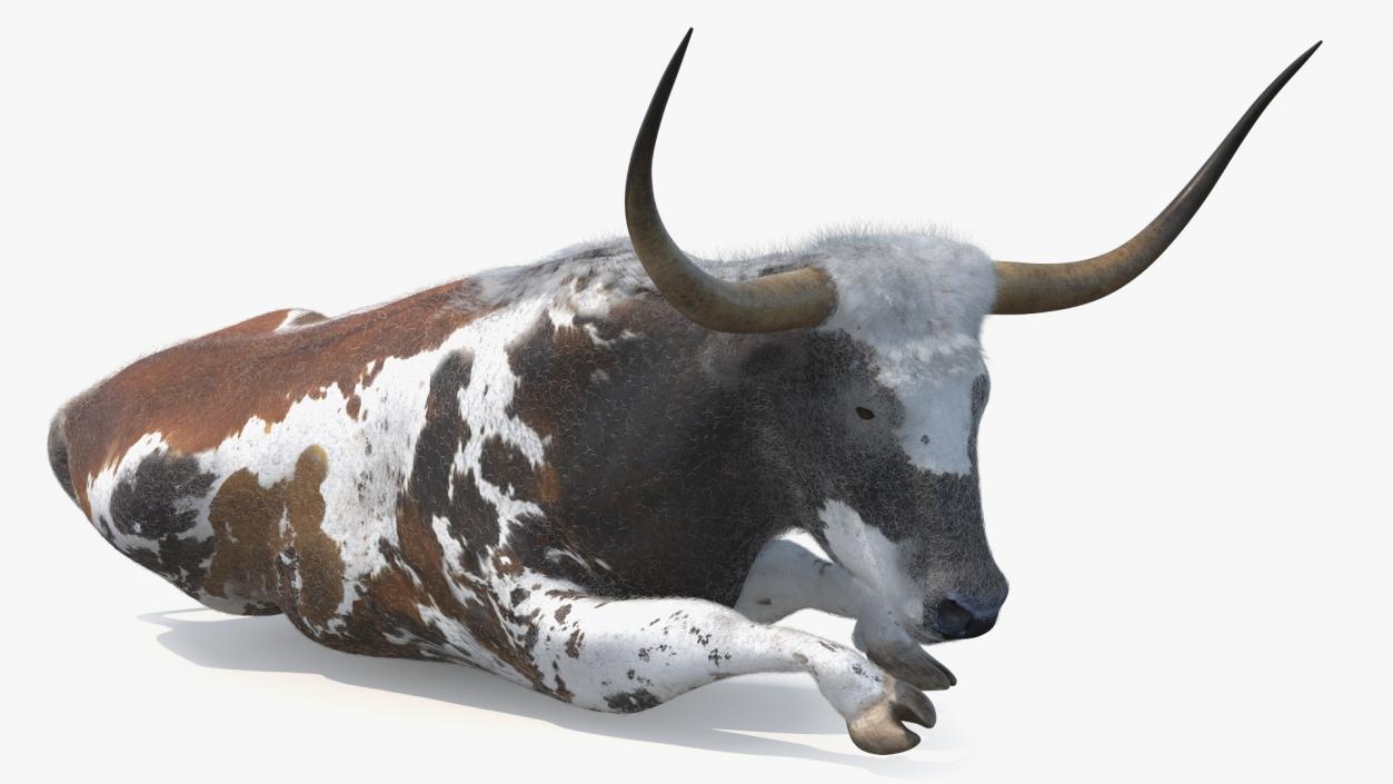 Lying Longhorn Bull Mottled Brown Fur 3D