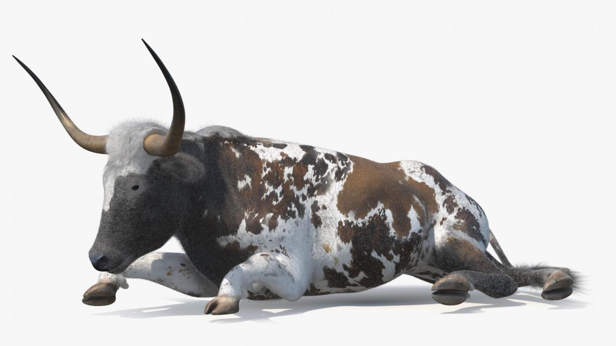 Lying Longhorn Bull Mottled Brown Fur 3D