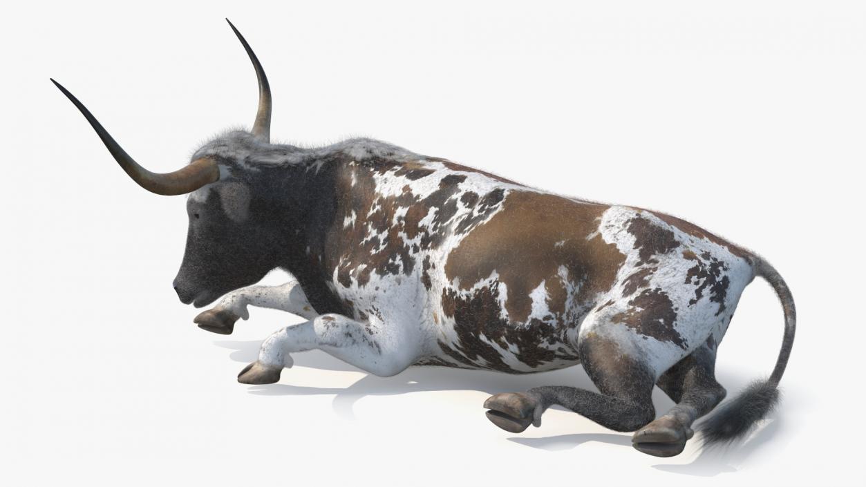 Lying Longhorn Bull Mottled Brown Fur 3D