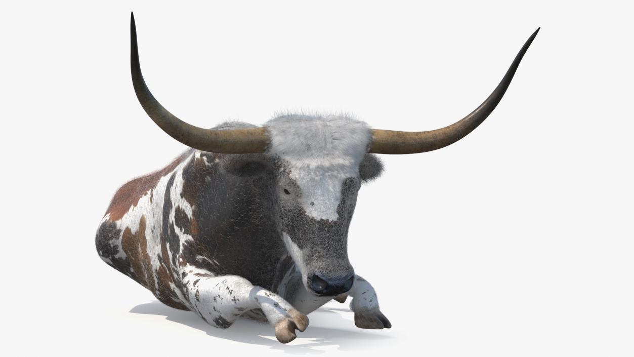 Lying Longhorn Bull Mottled Brown Fur 3D