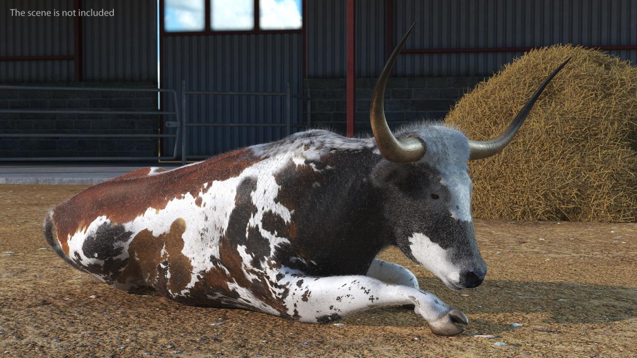 Lying Longhorn Bull Mottled Brown Fur 3D