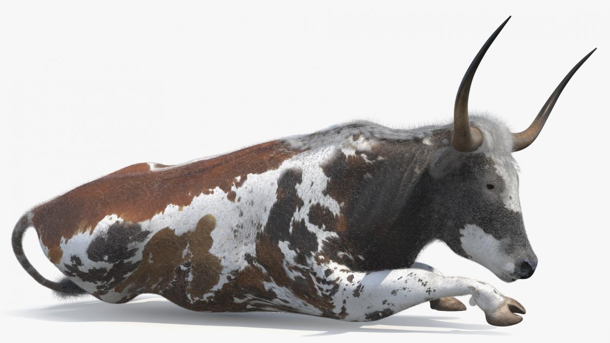 Lying Longhorn Bull Mottled Brown Fur 3D